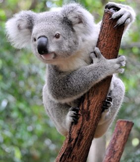 Brisbane City Council is using koala detection dogs to find koala populations in Brisbane.