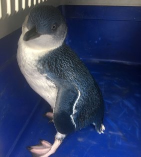 The penguin was taken to Taronga Zoo and found to be healthy but slightly underweight. 