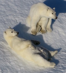 Polar bears frolic in the Arctic.