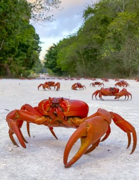 An estimated 50 million red crabs migrate across Christmas Island to the ocean during their breeding season between late September and January.