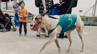 A long way from home: An Australian greyhound is led to the track in Shanghai zoo.