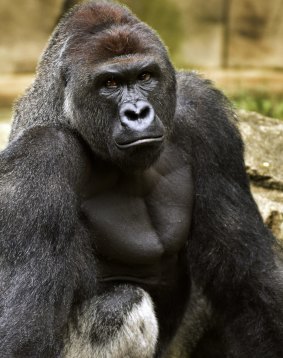  Harambe, a western lowland gorilla, who was fatally shot Saturday, May 28, 2016, to protect a 3-year-old boy who had entered its exhibit. 