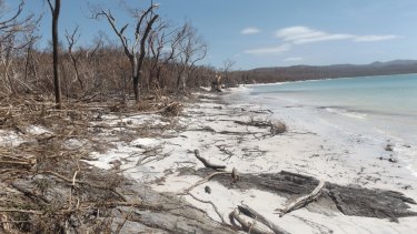 Whitehaven Beach Clean Up Produces 700 Cubic Metres Of Mulch