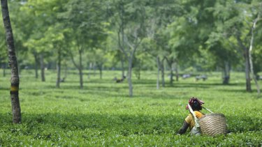 The plight of Indian tea workers has become the focus of a major international campaign.