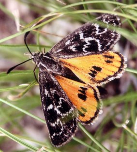 The golden sun moth has habitats in pockets of Yarralumla.