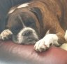 Duke the Boxer died while on a flight from Sydney to Brisbane.