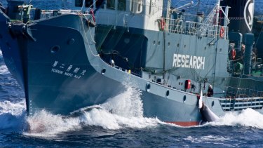 A minke whale is loaded on to the Japanese whaling factory ship the Nisshin Maru.