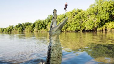 The LNP's crocodile policy includes killing problem crocs.