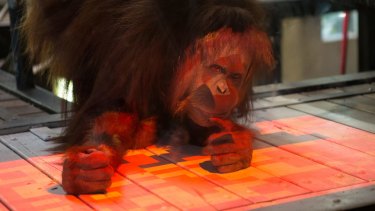Do Apes Have Culture