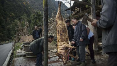 Chinese villagers butcher a pig in a village in the hills below the base of the 7,556 m Mount Gongga, known in Tibetan as Minya Konka on November 12, 2015 in Hailuogou, Garze Tibetan Autonomous Prefecture, Sichuan province, China. 