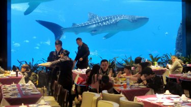 A whale shark swims past the window of a restaurant at Chimelong Ocean Kingdom in the southern Chinese city of Zhuhai. 
