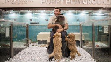 kellyville pets for sale