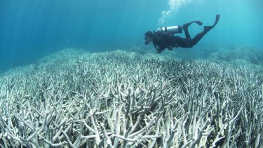 A diver checking out the bleaching at Heron Island in February 2016. 