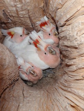 Major Mitchell's Cockatoos in a hollow.      