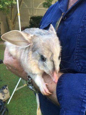 Bilbies like Tashi are at risk from predators such as foxes and feral cats, and have to compete with rabbits for food and burrows.