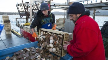 Debbie Wisby's husband Glen Wisby, right, unloading a catch of scallops with his crew at Deepwater Jetty.