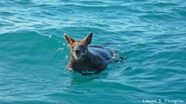 The swamp wallaby, nicknamed Swampy, which was rescued off the coast of Coffs Harbour by a group on a diving trip.