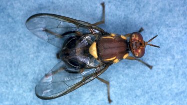 The Queensland fruit fly is causing headaches for would-be fruit exporters.

 

Pic of 
Queensland fruit fly supplied by DPI victoria ...