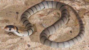 Baby eastern brown snakes target lizards, while adults target mammals.