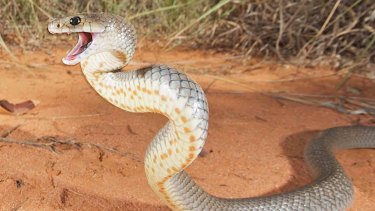 The adult brown snake's venom targets the circulatory system of it's prey.