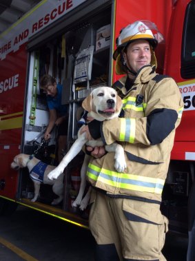 Seeing Eye puppy Paige, five months, with Senior Firefighter Brad Mitchell, at Roma Street Fire and Rescue Station.