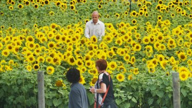 Sunflowers In Full Bloom In The Middle Of Morwell In The Latrobe Valley