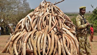 A Kenya Wildlife Service officer next to the pile of contraband ivory.