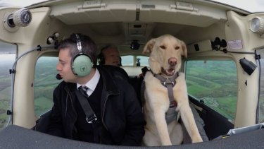 Reggie, a Labrador cross, was taught to fly a plane.