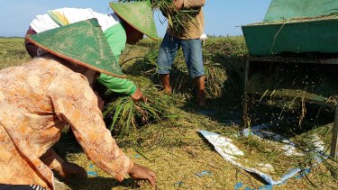 Farmers from Tegaldowo village in Rembang harvesting their crops.