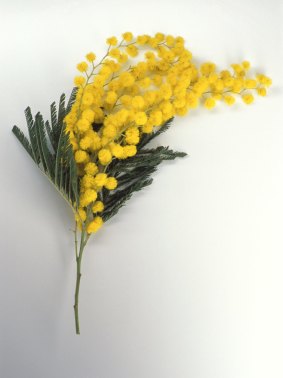 Sprays of Australian mimosa are given to women in Italy to symbolise love and appreciation.