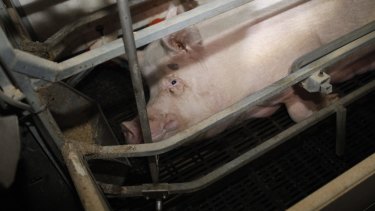 A pig in a sow stall: The industrial scale processing of pigs, chickens and cattle would appal most people if they were exposed to the process.