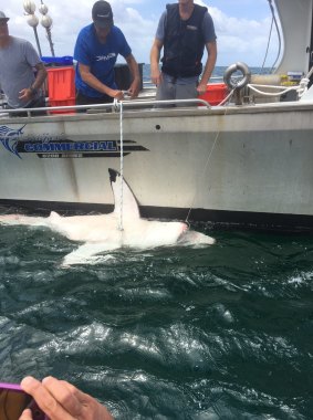 DPI researchers tagged and released all five sharks caught by nets and SMART drumlines along the NSW mid-north coast. 