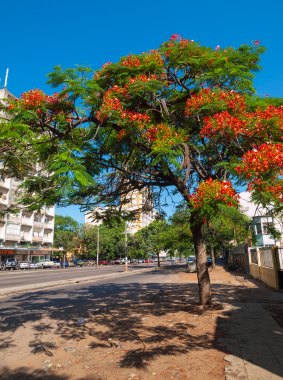 Jacaranda trees add colour to Maputo's wide streets.