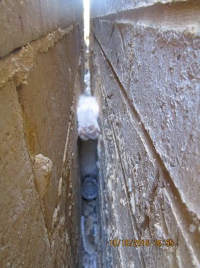 The RSPCA tried to rescue this cat, stuck in a wall cavity, but it sadly died. 