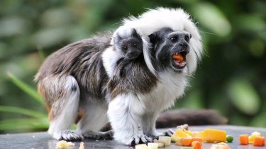 Taronga Zoo Welcomes First Cotton Top Tamarin In 10 Years