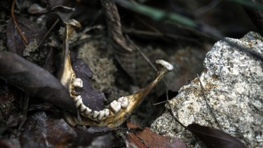 A human jaw near an unmarked grave at the Malaysia-Thailand border. Morison's Phuketwan website led reporting on people trafficking through Thailand.
