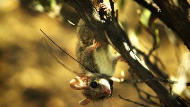 A red-tailed phascogale (with a monitor around its neck).