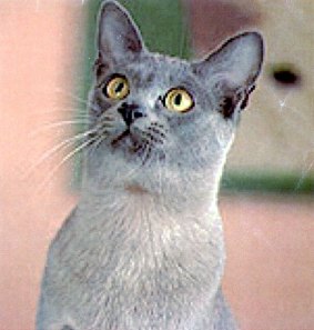 Gold-eyed annd sleek, the "noble" Burmese cat will rule again.