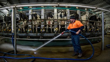 Rod Newton cleaning the milking shed at his Whorouly dairy farm in the Ovens Valley.  