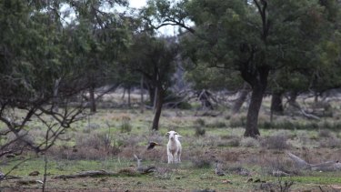 Property owned by Barnaby Joyce near Gwabegar, described by locals as "mongrel country", fit for goats and not much else.