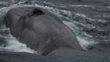 An Antarctic blue whale sucks in a breath, in an awesome show of muscular power.
