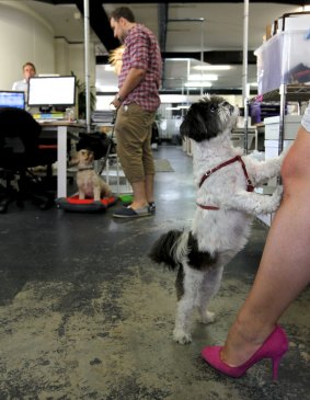 Office dogs help facilitate communication and new relationships at The Iconic.