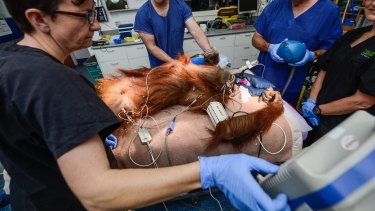 Suma the orang-utan was on the table for three hours while the team X-rayed her arthritic joints and checked her heart rate, brain activity and blood pressure.