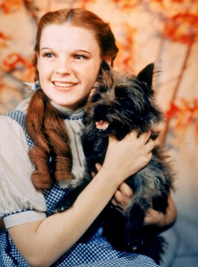 The terrier which played Toto in <i>The Wizard of Oz</i> had her foot broken in the course of filming. 