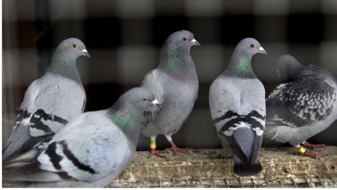 Pigeons are not so bird-brained, science finds.