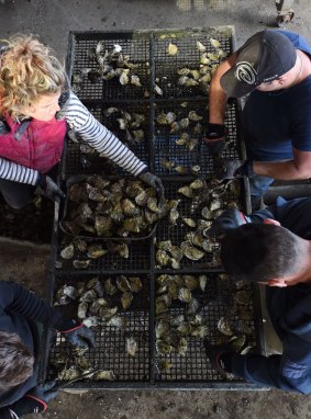 The crew at XL Oysters sorts through the harvest.