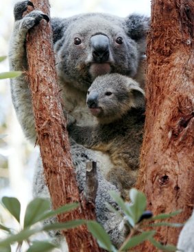 Queensland could look to lock up more land as State Parks to save SEQ koala populations  