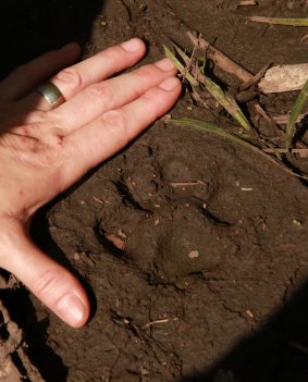 Peru's jungle cats are endangered.