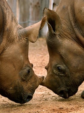 Nine-month-old orphaned black rhinoceroses in South Africa in 2004. 