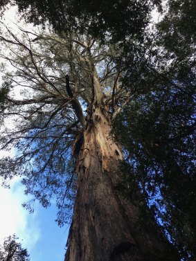 Ada, the largest tree in Victoria.